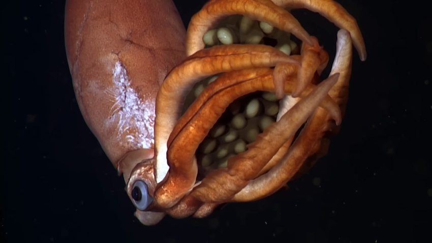 Okyanusun derinliklerinde keşfedilen dev yumurtalar taşıyan gizemli yaratık!