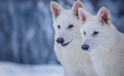 game-of-thrones-kurtlari-13-bin-yil-sonra-diriltildi-25971