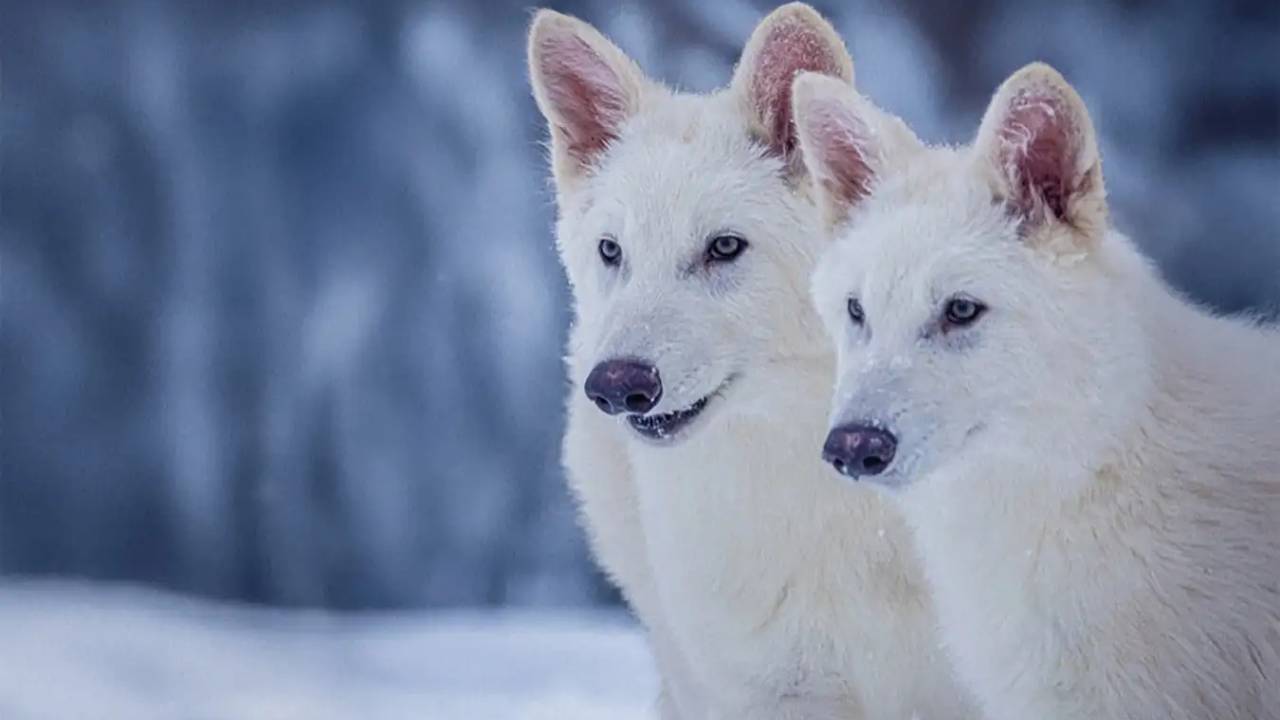 Game Of Thrones kurtları 13 bin yıl sonra diriltildi!